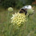 Cephalaria alpina Flor