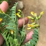 Astragalus penduliflorus Цвят