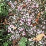 Symphyotrichum lateriflorum Flower