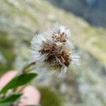 Antennaria carpatica Flor