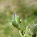 Veronica fruticans Fruit