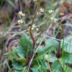 Micranthes integrifolia Hábitos