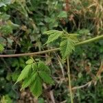 Cardiospermum grandiflorum Leaf