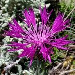 Centaurea polyacantha