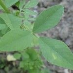 Trigonella caerulea Leaf