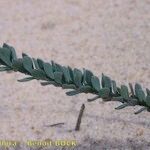 Linaria polygalifolia Kita