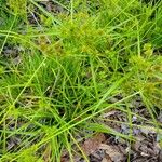 Cyperus odoratus Лист