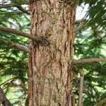 Abies kawakamii Žievė