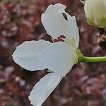 Pyrus pyrifolia Blomma
