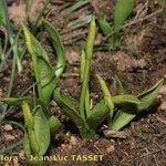 Ophioglossum azoricum Buveinė