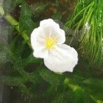 Elodea densa Flower
