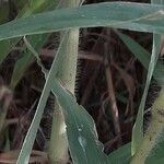 Panicum miliaceum Corteza