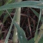 Panicum miliaceum Bark