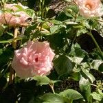 Rosa chinensis Blomst