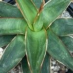 Agave impressa