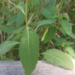Impatiens capensis Leaf