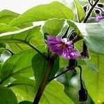 Solanum melongena Flor