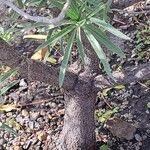 Echium brevirame Kora