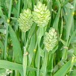 Phalaris canariensis 花