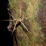 Xylosma flexuosa Corteza
