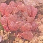 Haworthia cooperi Blatt