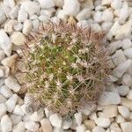 Rebutia neocumingii 葉
