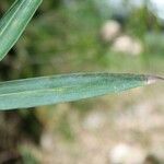 Bambusa vulgaris Лист