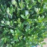 Felicia amelloides Leaf