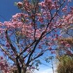 Tabebuia rosea кора