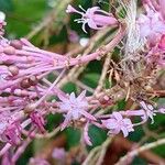 Fuchsia arborescens Flor