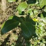 Ligustrum japonicumLeaf