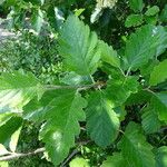 Sorbus mougeotii Leaf