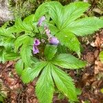 Cardamine pentaphyllos List