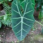 Alocasia micholitziana Φύλλο