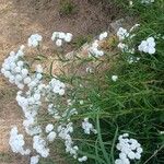 Achillea ptarmica Облик