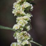 Amaranthus fimbriatus Blüte