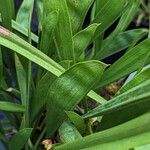 Sarracenia flava Likasa