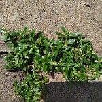 Oldenlandia corymbosa List