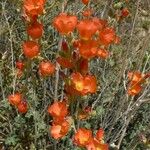 Sphaeralcea parvifolia 花