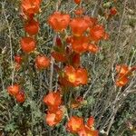 Sphaeralcea parvifolia Flors