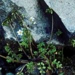 Limnanthes douglasii Habit