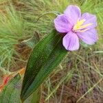 Tristemma hirtum Blüte