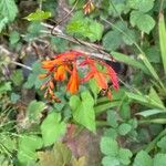 Crocosmia x crocosmiiflora Flor