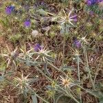 Centaurea iberica 叶