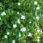 Catharanthus roseusFlower