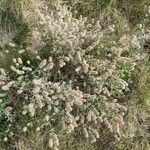 Trifolium arvense Habit