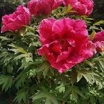 Paeonia officinalisᱵᱟᱦᱟ