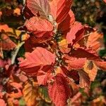 Fothergilla gardenii Folla