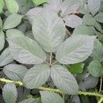 Rubus silvaticus List