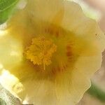 Sida cordifolia Flower